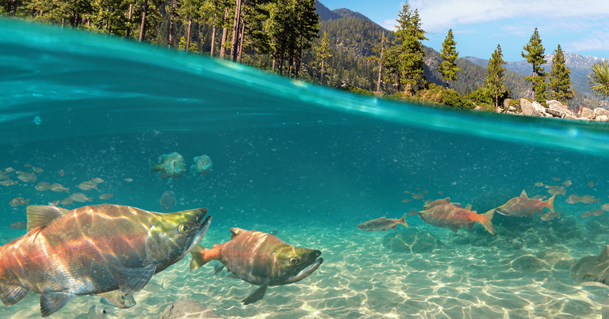 Lake Tahoe in Fishing Clash
