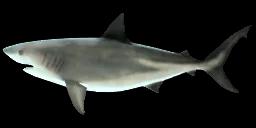 BULL SHARK