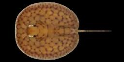 DISCUS RAY