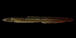 PREHISTORIC EEL