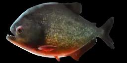 RED PIRANHA