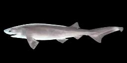 BLUNTNOSE SIXGILL SHARK