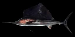 SAILFISH