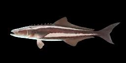 COBIA