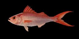 FLAME SNAPPER