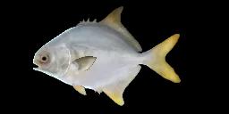 PALOMETA INDYJSKA