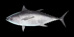 LONGTAIL TUNA