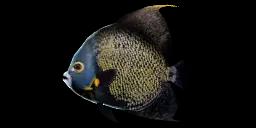 FRENCH ANGELFISH