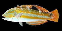 PUDDINGWIFE WRASSE