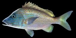 HEMULON ARARA