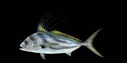 ROOSTERFISH