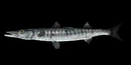 BLACKFIN BARRACUDA