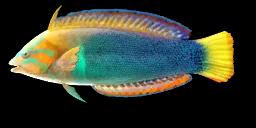 CLOWN WRASSE