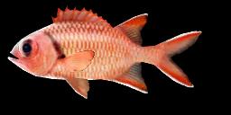 PINECONE SOLDIERFISH