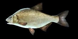 BREAM