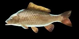 EUROPEAN CARP