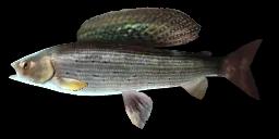 GRAYLING