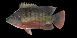 REDBELLY TILAPIA