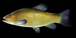 TENCH