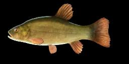 GREEN TENCH