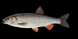 ORANGE-FIN CHUB