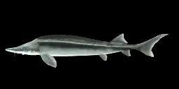 STERLET STURGEON