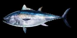 ATLANTIC BLUEFIN TUNA