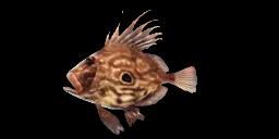 JOHN DORY