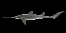 SIXGILL SAWSHARK