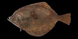 FLATFISH