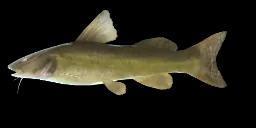 PATAGONIAN CATFISH