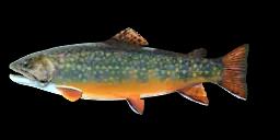 PATAGONIAN TROUT