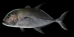 BLACK JACK TREVALLY