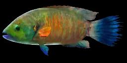 BROOMTAIL WRASSE