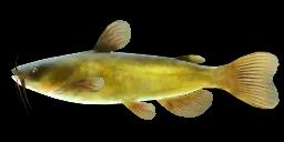 BLACK BULLHEAD