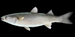 THINLIP GREY MULLET