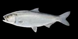 WHITE SHAD