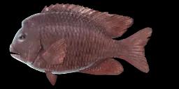 BUMPHEAD DAMSELFISH