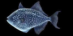 ROUGH TRIGGERFISH