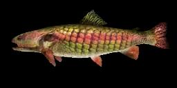 PREHISTORIC RAINBOW TROUT