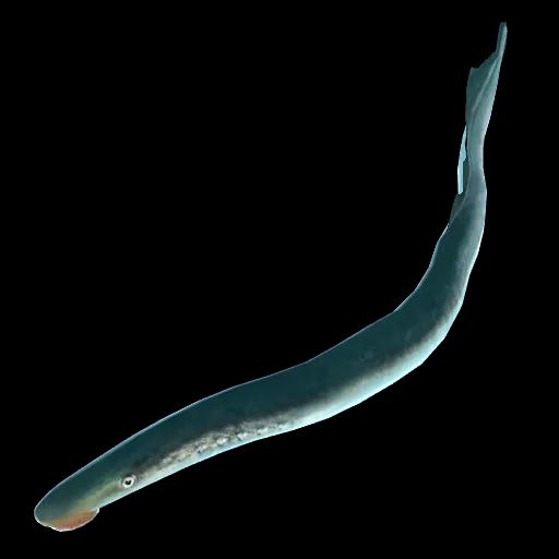 POUCHED LAMPREY