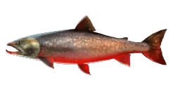 COMMON ARCTIC CHAR