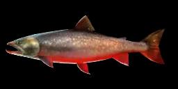 COMMON ARCTIC CHAR