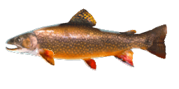 BROOK TROUT