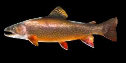 BROOK TROUT