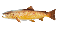 BROWN TROUT