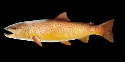 BROWN TROUT