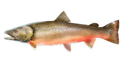 BULL TROUT