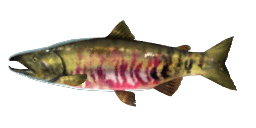 CHUM SALMON