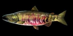 CHUM SALMON